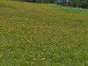 IMG-20250610-WA0022