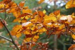 Pilsko 16.10.2022