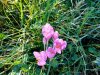 IMG-20250927-WA0005